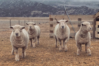 Penkridge Farm Sheep
