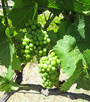 Penkridge Farm grapes